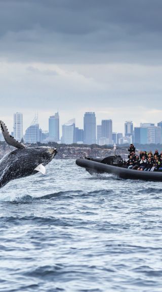 Whale watching with Ocean Extreme - Credit: Ocean Extreme